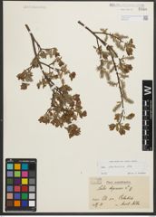 Foto von Salix starkeana Willd.
